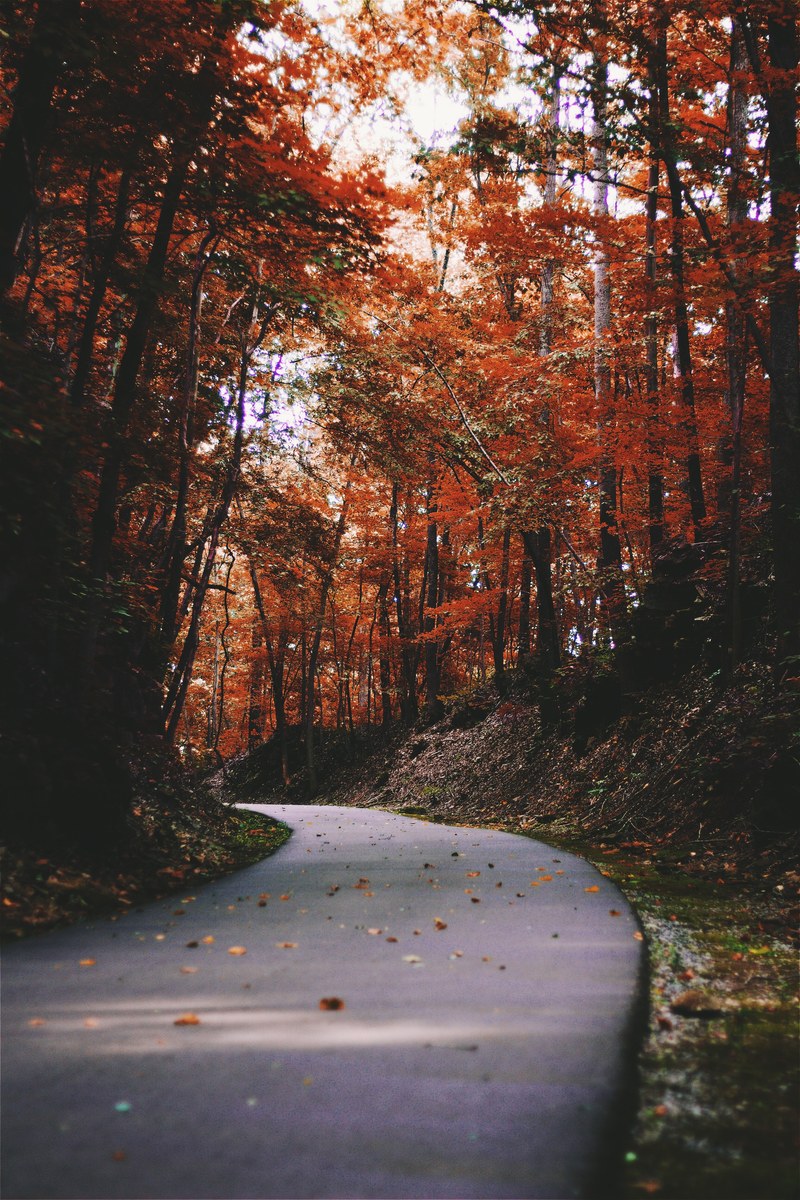 a curve in a narrow asphalt road lined with orange leaved trees, orange leaves over a road 4k