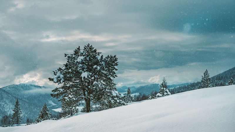 tree, snow, winter, 4k