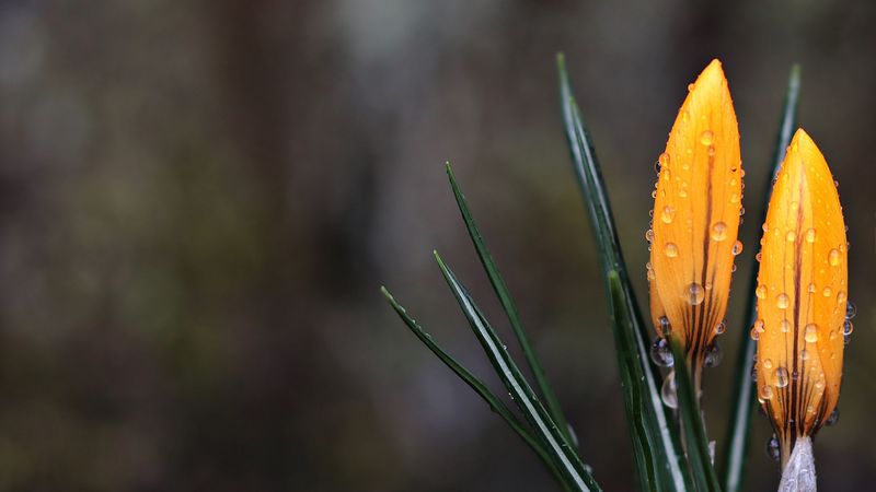 crocus, flowers, drops, 4k