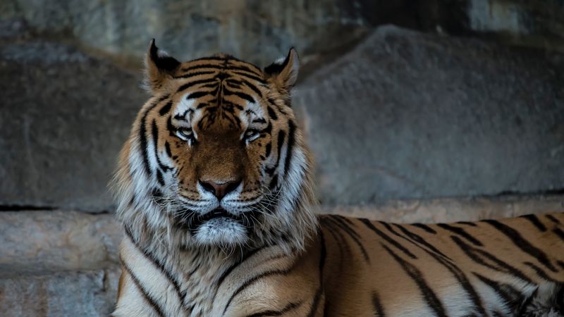 tiger, predator, muzzle, big cat, 4k