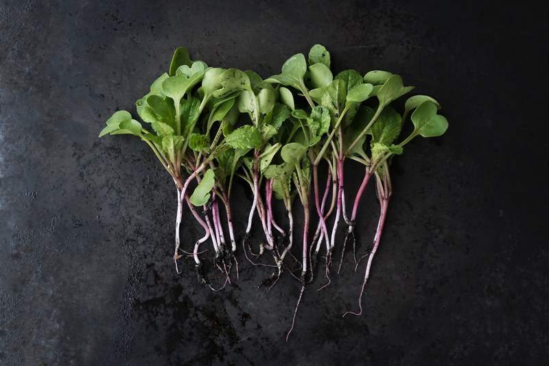 harvest of green garden herbs with dirt and roots, watermelon radish sprouts 4k