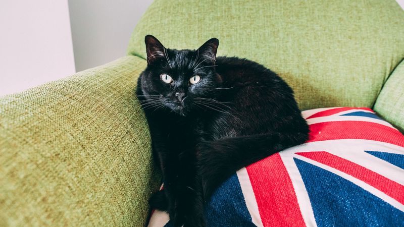 cat, black, lying, chair, 4k