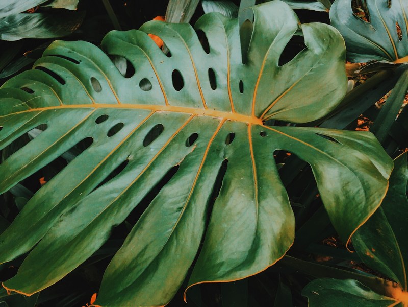 naturelover and monstera 4k