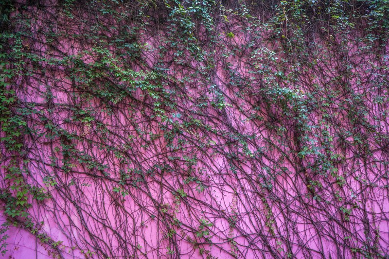 courtyard color leafe and vine 4k