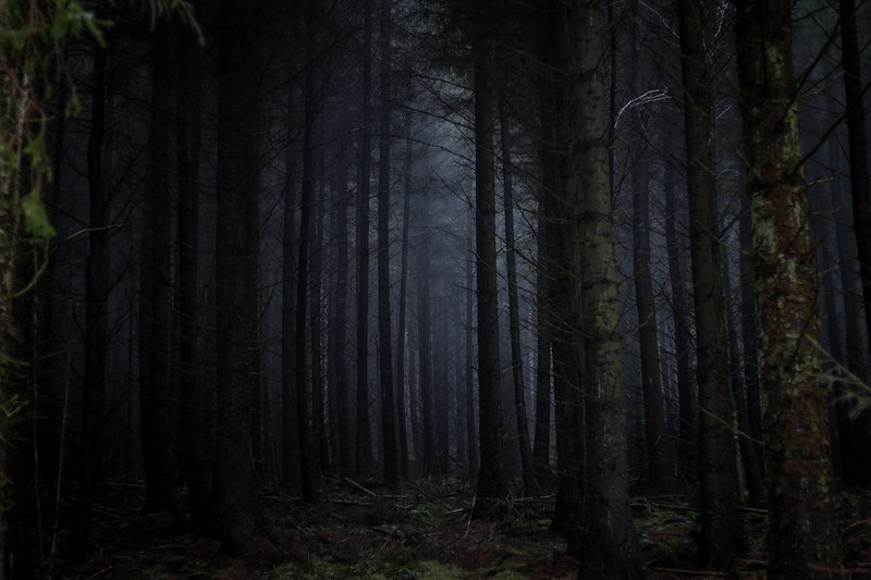 a dark coniferous forest, are we into the woods 4k