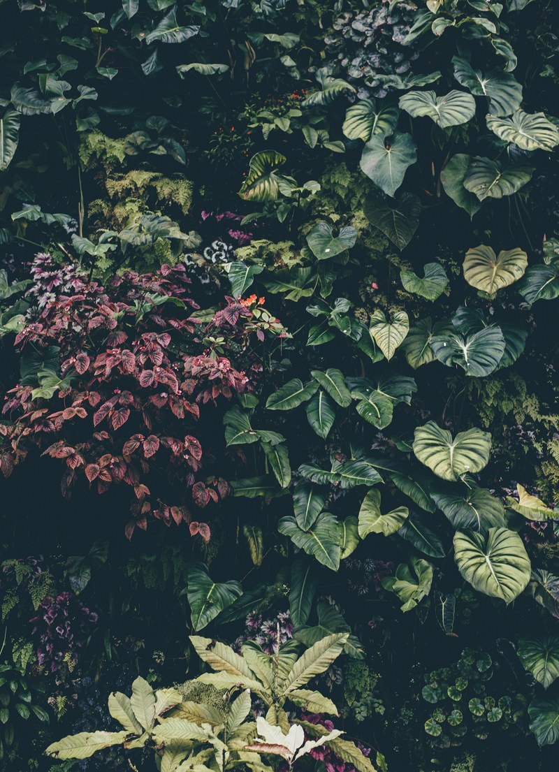 leafe leaf plant and greenery hd, 4k