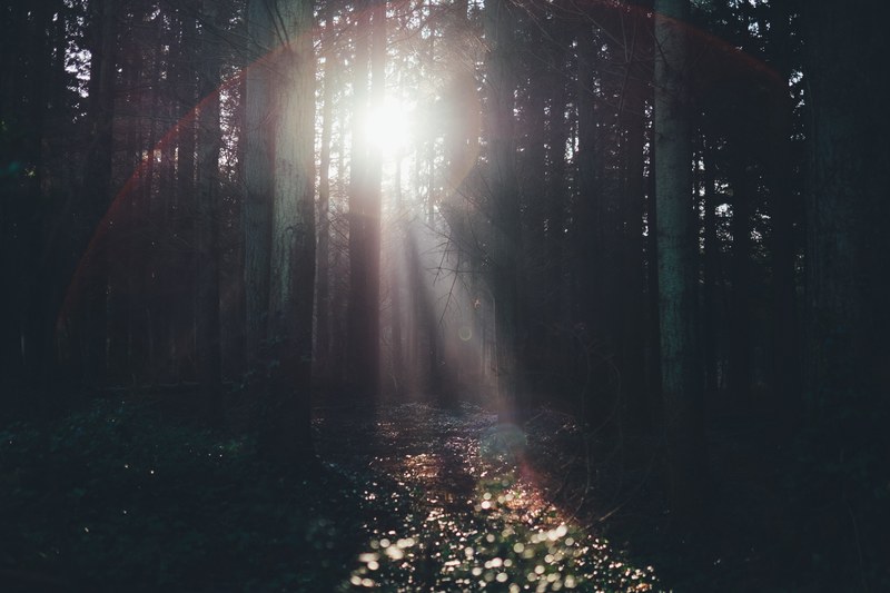 sun shining through the trees new forest national park, winter sunlight 4k