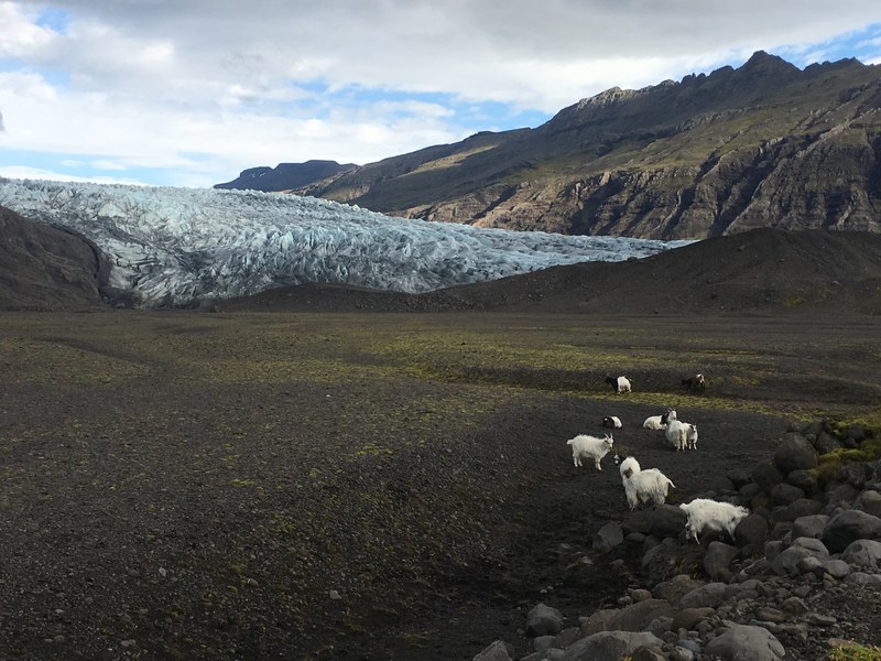 goats and glaciers 4k
