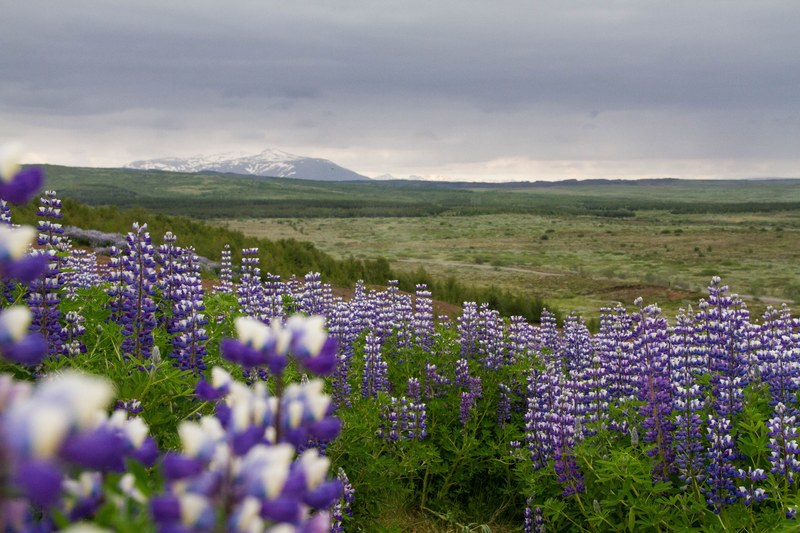 field of purple and white wildflowers on the prairie, prairie wildflowers 4k