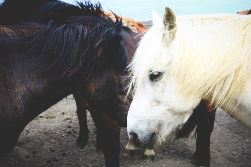 a gray horse with a white mane next to a black horse and the rest of the herd at the back, white and black horses 4k