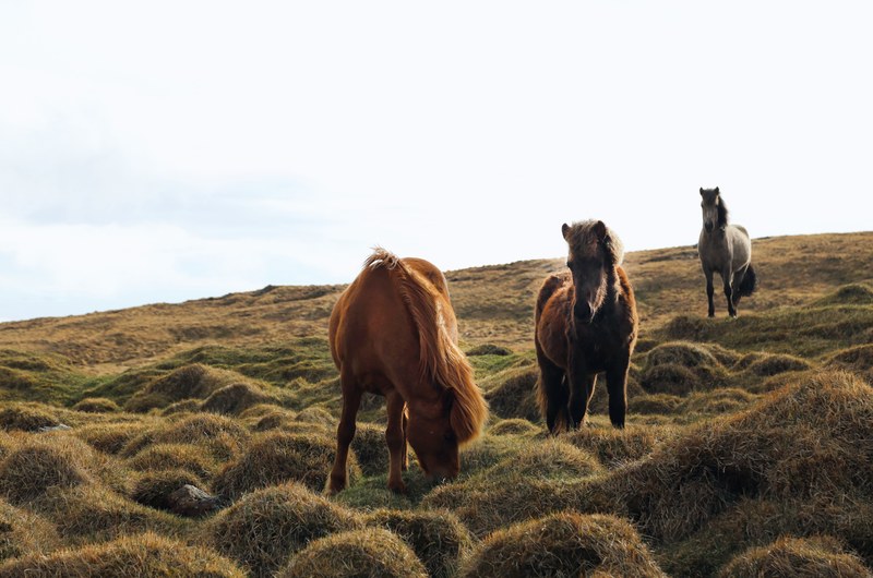 three horses grazing on the side of a hill in iceland, grazing horses in iceland 4k
