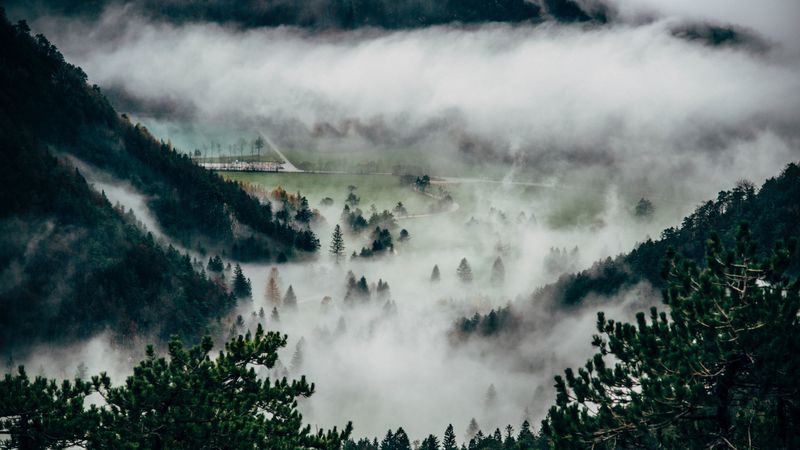 trees, fog, mountains, summit, 4k