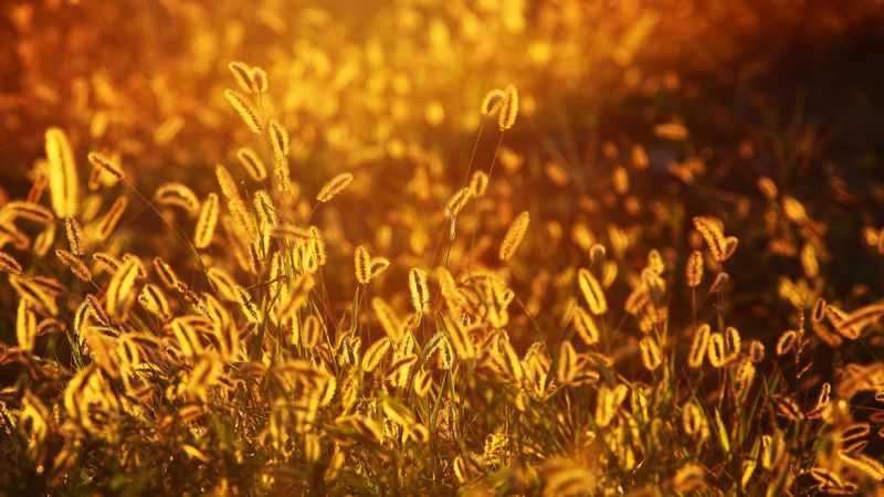 alopecurus, grass, glow, 4k
