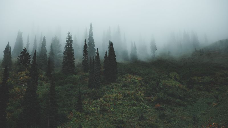 trees, grass, fog, 4k