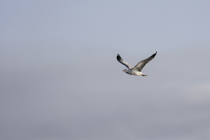 seagull fly flying and bird 4k