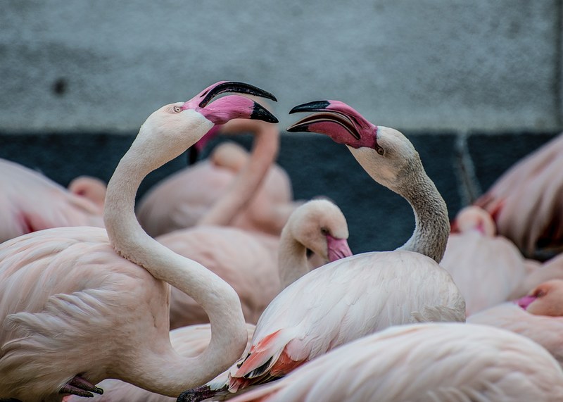 flamingos fight each other among a flock of birds in budapest, wild flamingos 4k