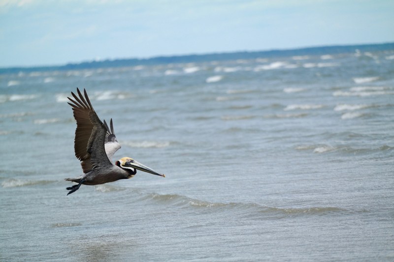 pelican flying just above the ocean at hilton head island south carolina united states, pelican flying 4k