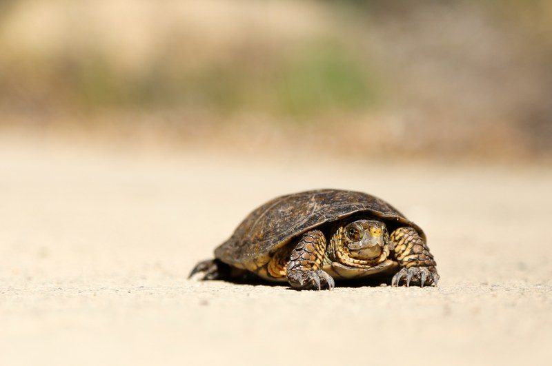 a small turtle sitting on the sandy beach in santa barbara, slow snap 4k