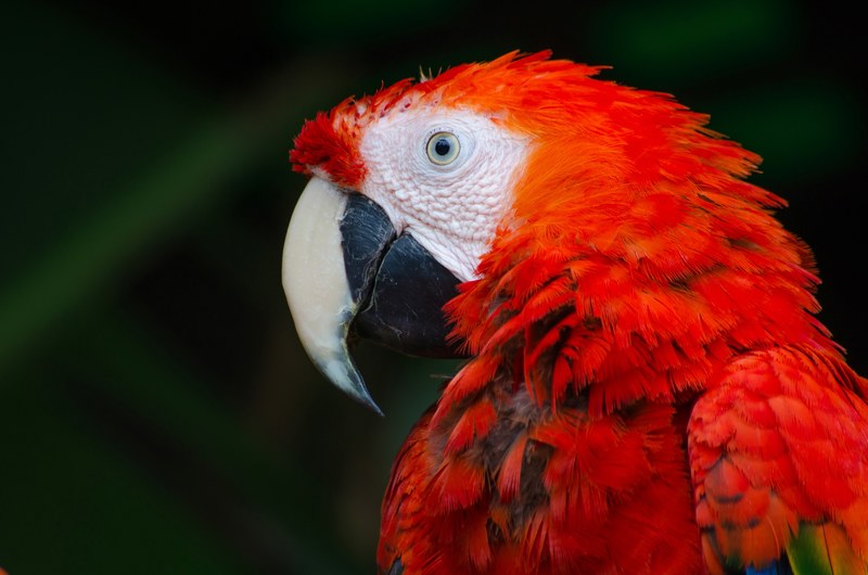 macro of a red parrot with blue eyes on a grassy backdrop, red parrot 4k
