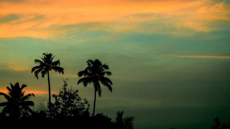 palms, sunset, sky, 4k