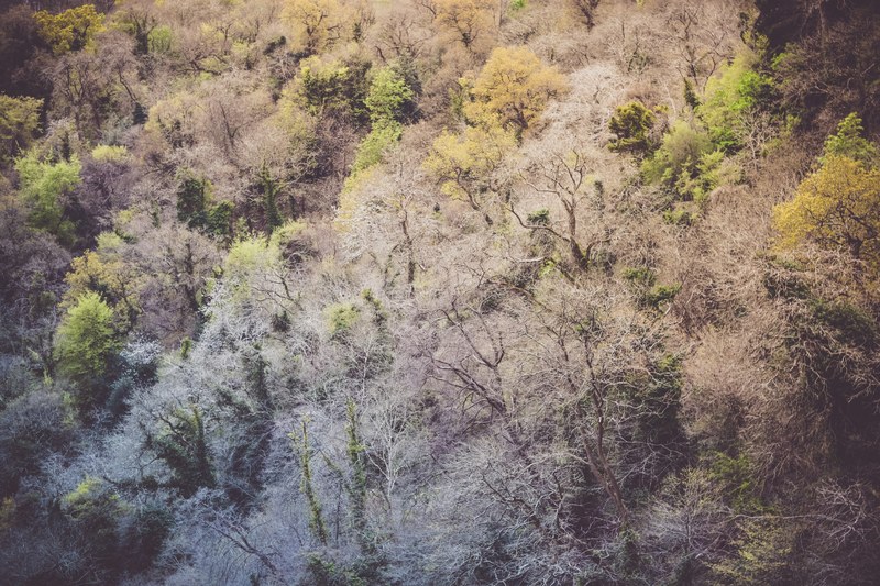 tree nature bristol and forest 4k