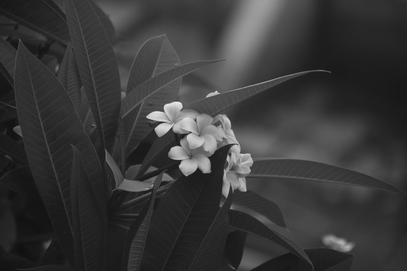 a black and white photo of a white flowered plant with long lance like leaves, delicate white flowers 4k