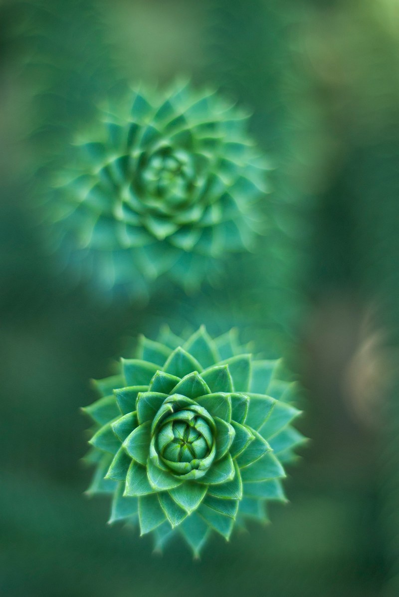 succulent plant green and nature hd, 4k
