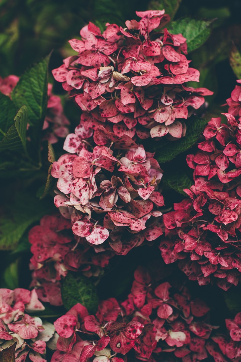 red hydrangea flowers growing in dense clusters, red hydrangea clusters 4k