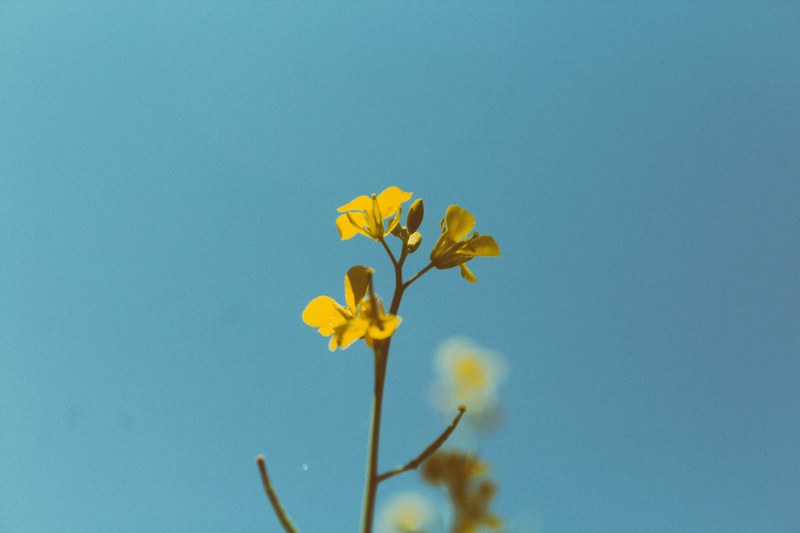 flower light nature photography and dslr 4k