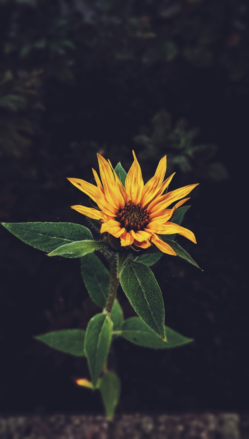 an overhead shot of a single yellow wild flower, lone wild flower 4k