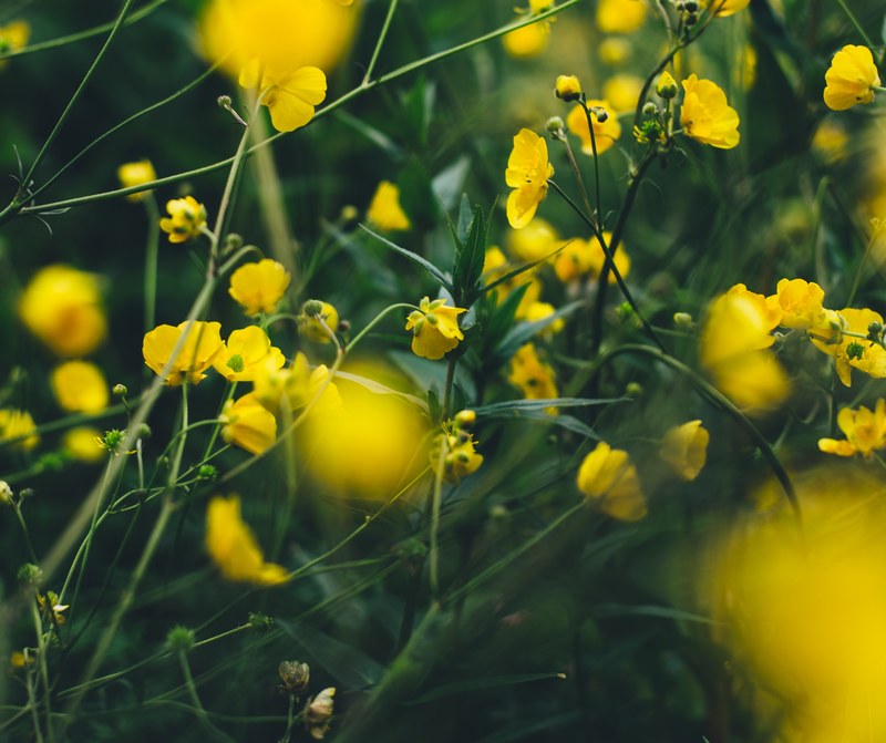 flower closeup season and vitamin 4k