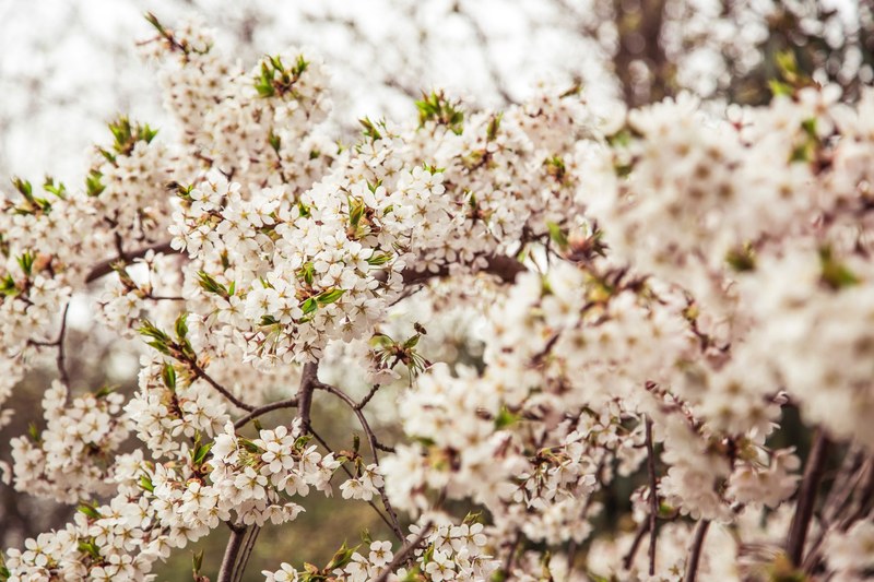 white blossom covering the branches of a tree, white blossom branches 4k