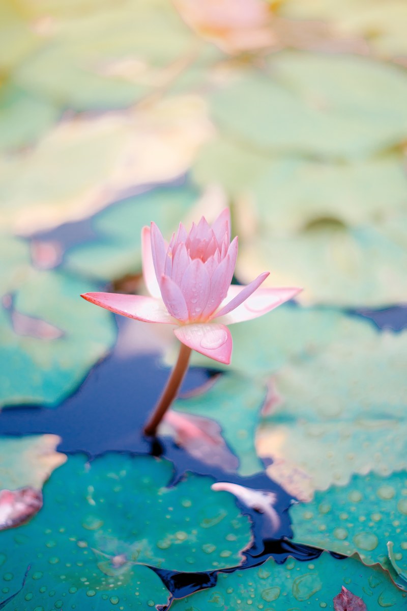 a pink lotus flower next to lily pads on the surface of water, ascend 4k
