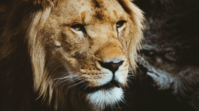 lion, predator, muzzle, look, 4k