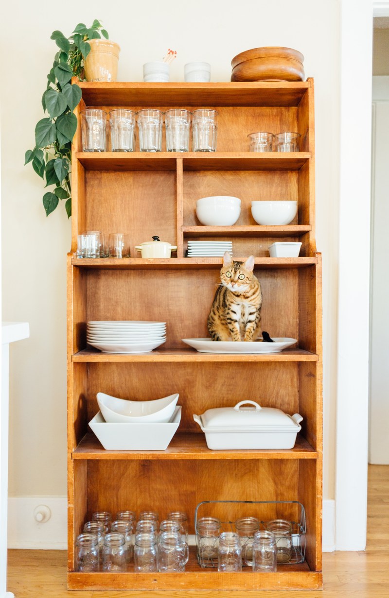 shelf cat plant and plate hd, 4k