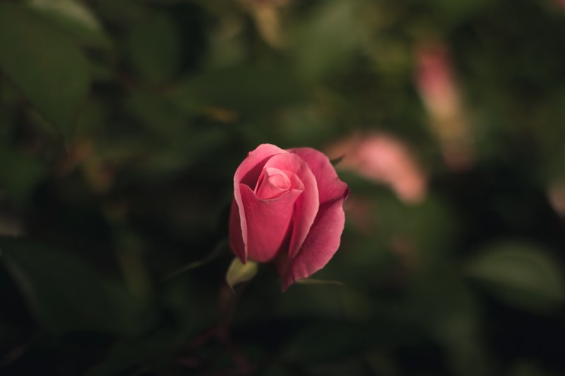 a close up of a small pink rose against a dark background, lone pink rose 4k