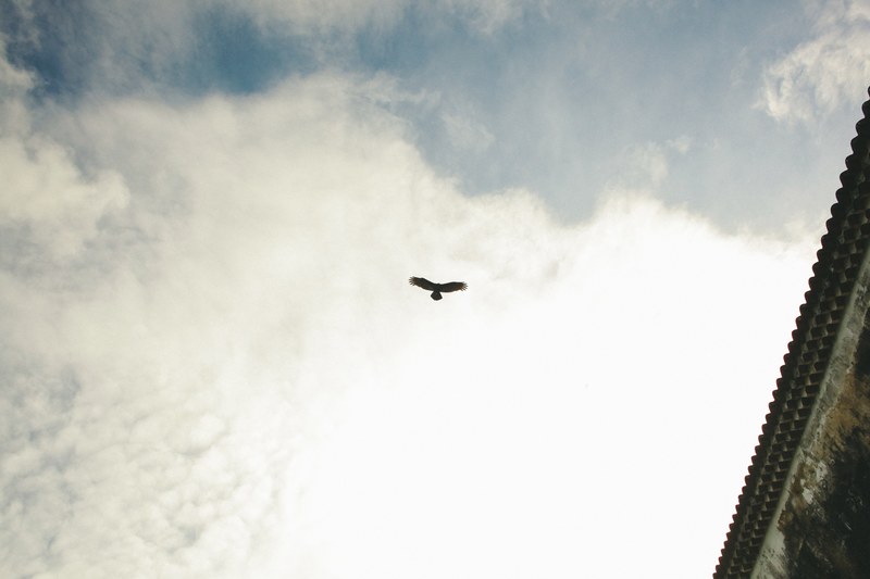 bird eagle soaring and winged 4k