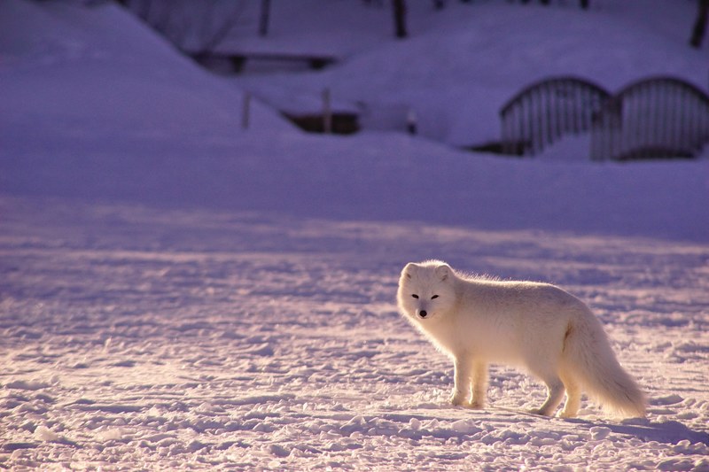 white arctic fox standing on a field of snow in front of bridge, arctic fox in snow 4k