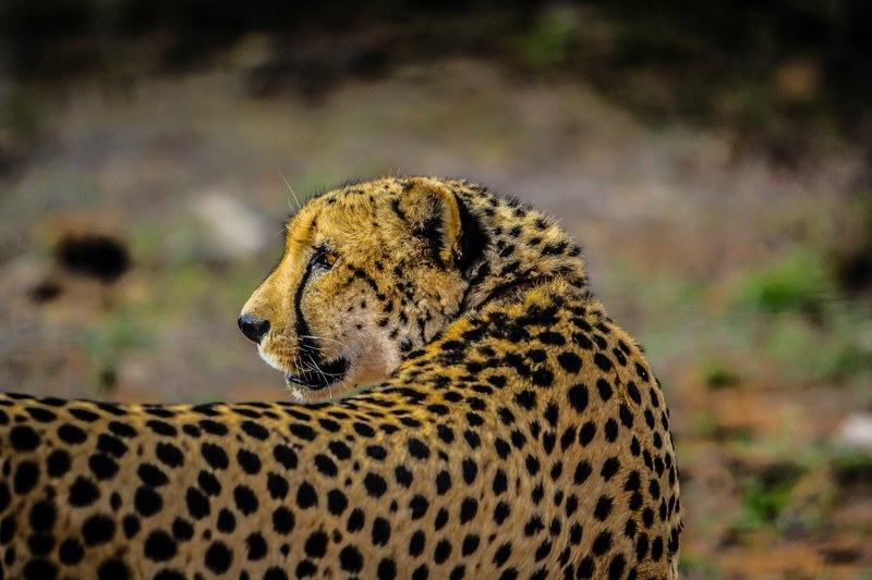 a cheetah turning its head to the side, cautious cheetah 4k