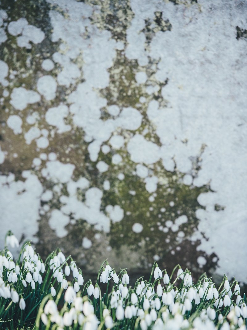 snowdrops growing in front of textured aged stone wall in spring, snowdrops 4k
