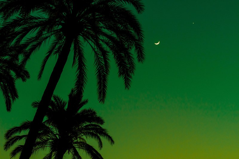 palm trees silhouetted against a green sky with a crescent moon over parque de maria luisa, palm of seville 4k