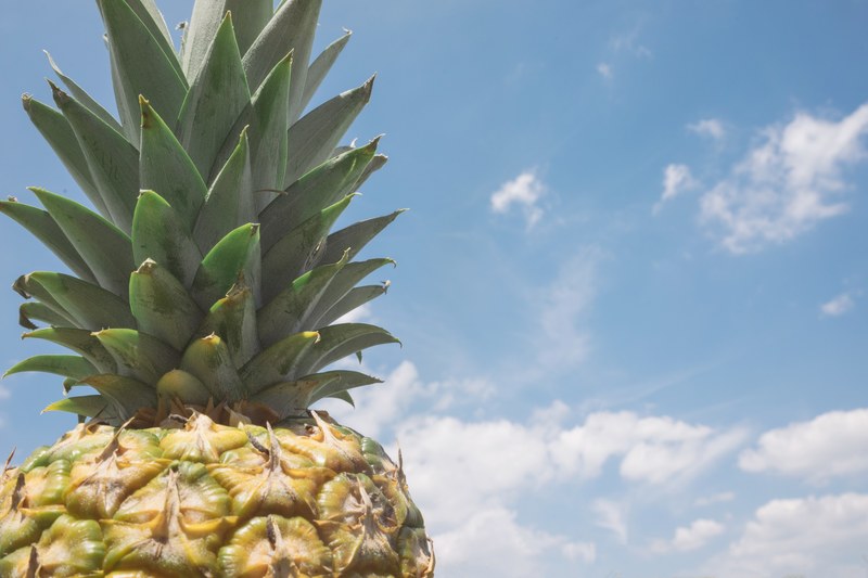 high shot of a pineapple and its green top against a blue sky, pineapple top 4k