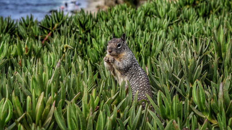 squirrel, rodent, grass, 4k