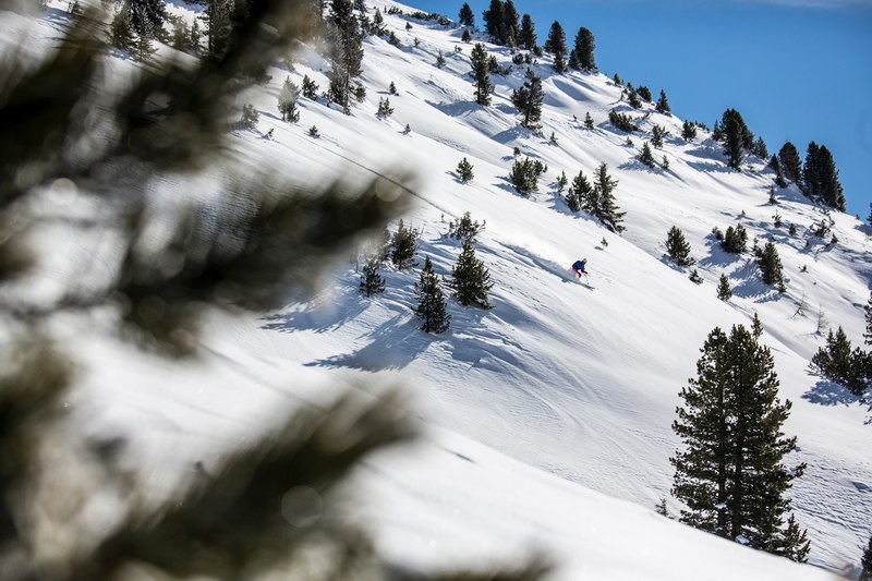 view through pine needles where a man is skiing for sport on the slopes of wildkogel, skiing on wildkogel 4k