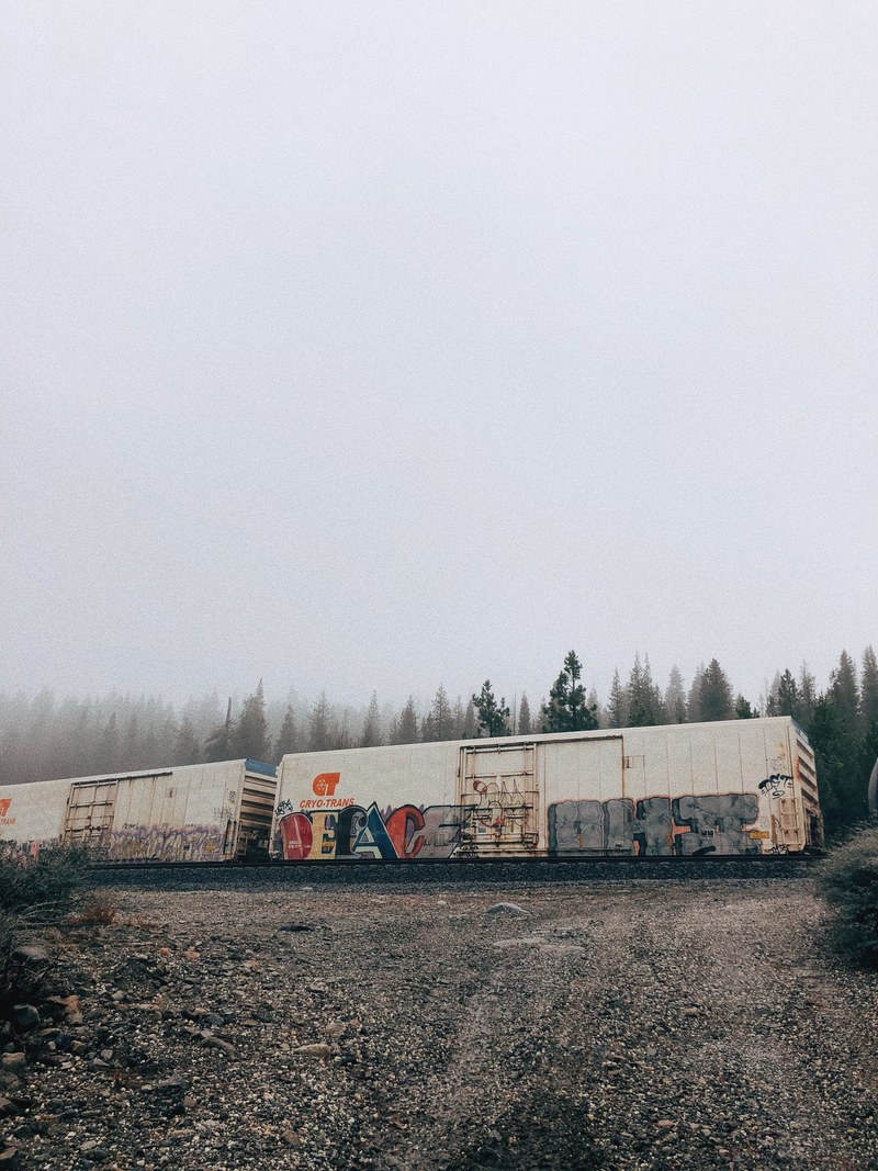 container tree woodland and forest hd, 4k