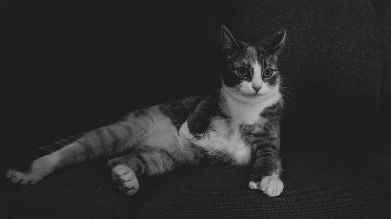 cat, lying, bw, funny, 4k