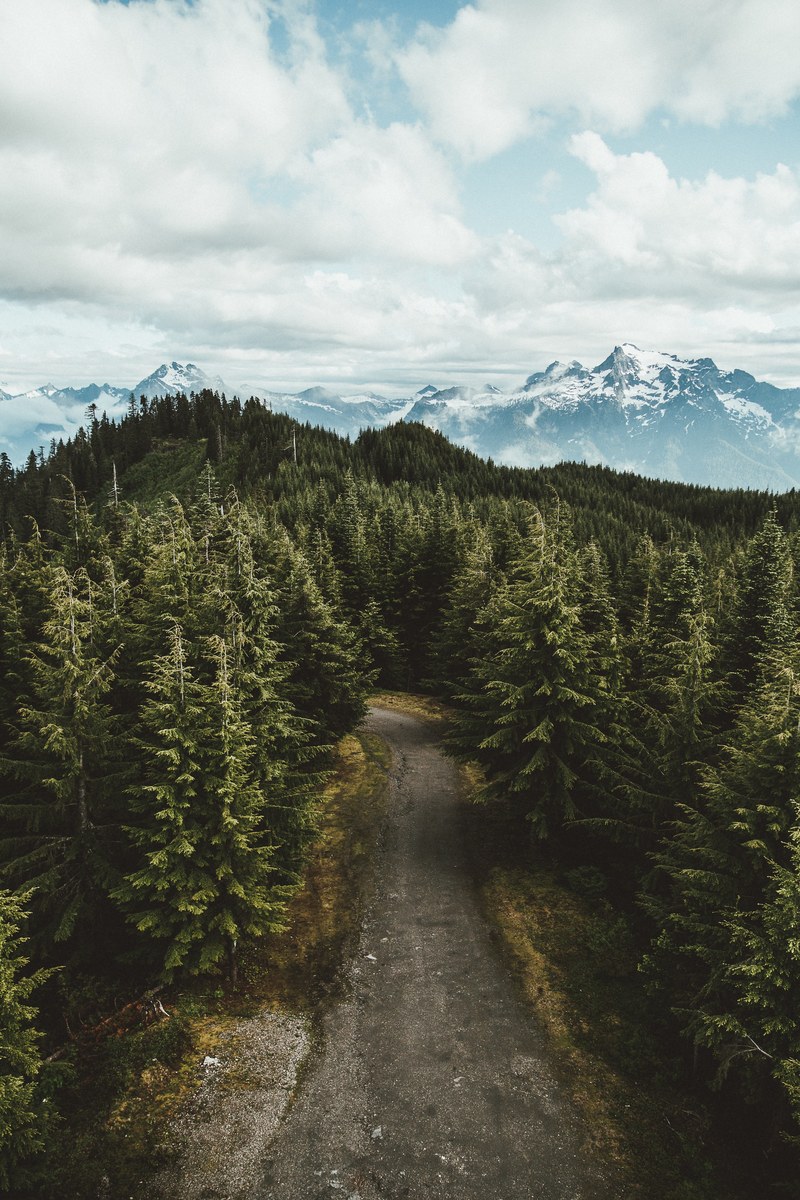 a high angle shot of a curve in a dirt road in a coniferous forest, fire lookout town 4k