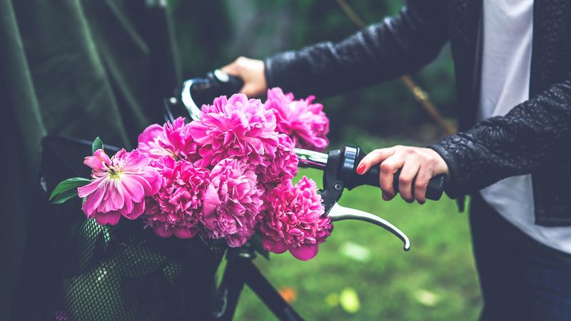 flowers, peonies, bicycle, hand, 4k