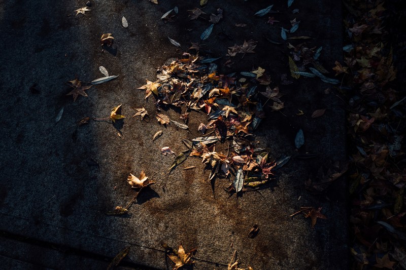 a background made up of leaves on a sherwood street with an overlapping shadow, fall leaves on the pavement 4k