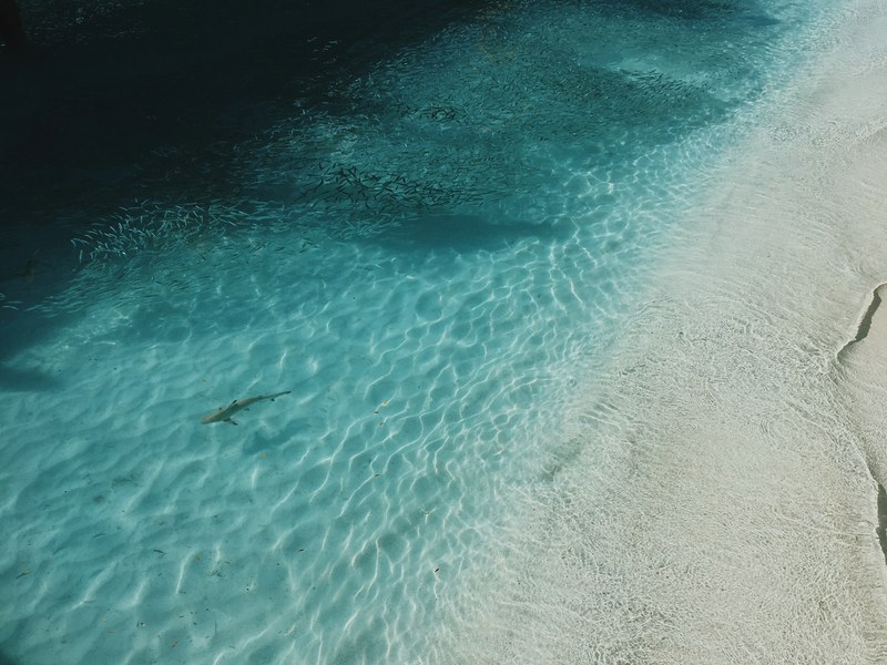 drone view of shark swimming in clear shallow waters in meeru island resort amp spa sand beach, dont belong in a soup bowl_ 4k